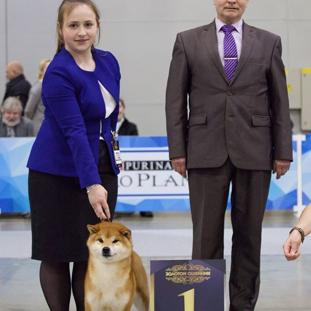 Dog show 2017. SHIOMARU Питомник сиба и акита-ину