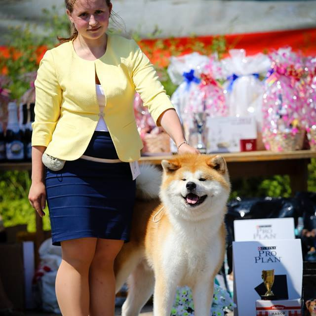 Dog show 2017. SHIOMARU Питомник сиба и акита-ину