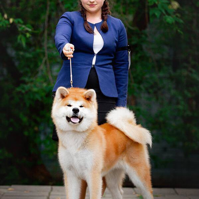 ПОМЕТ K. SHIOMARU Питомник сиба и акита-ину