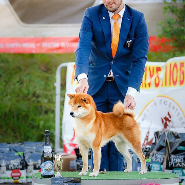 Dog show 2017. SHIOMARU Питомник сиба и акита-ину