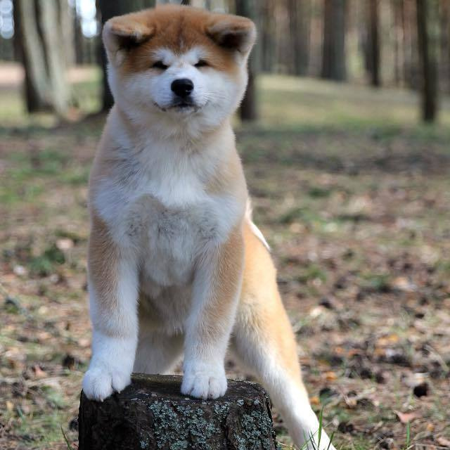 ПОМЕТ K. SHIOMARU Питомник сиба и акита-ину