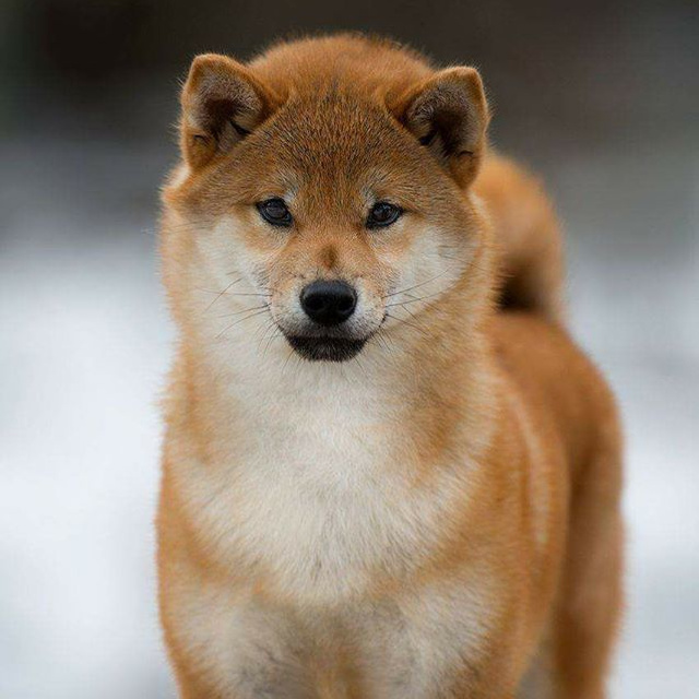 ПОМЕТ A. SHIOMARU Питомник сиба и акита-ину