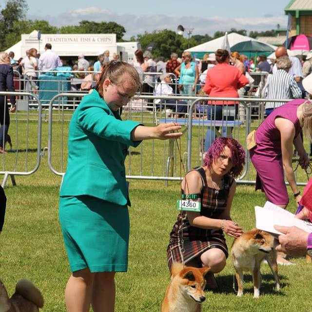 Dog show 2017. SHIOMARU Питомник сиба и акита-ину
