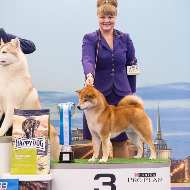 Dog show 2017. SHIOMARU Питомник сиба и акита-ину