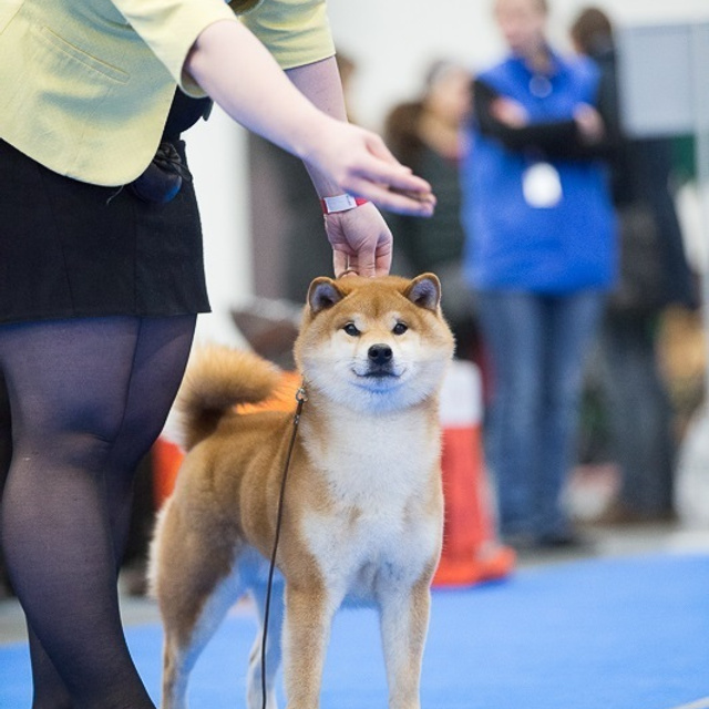 Dog show 2017. SHIOMARU Питомник сиба и акита-ину
