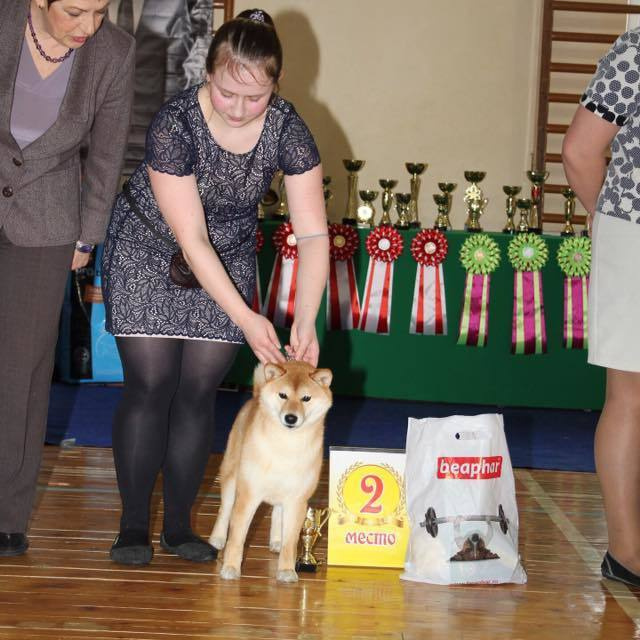Dog show 2017. SHIOMARU Питомник сиба и акита-ину