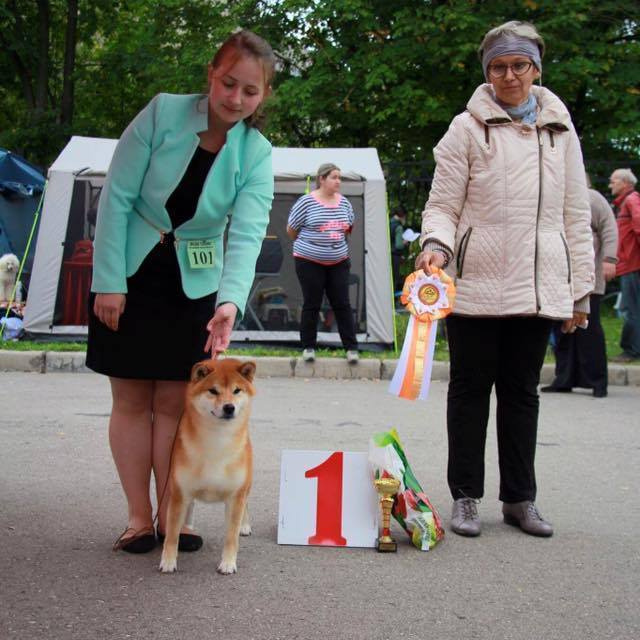 Dog show 2016. SHIOMARU Питомник сиба и акита-ину