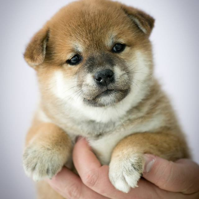 ПОМЕТ G. SHIOMARU Питомник сиба и акита-ину