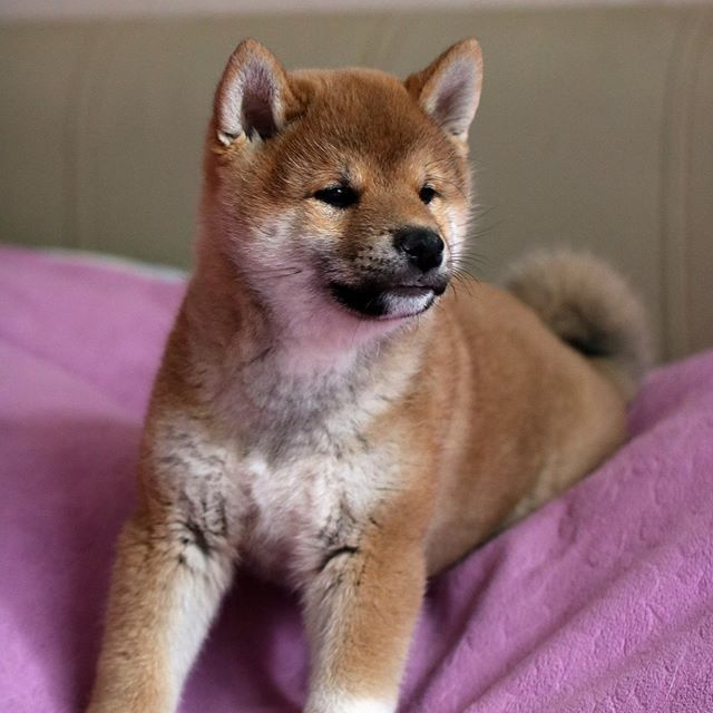 ПОМЕТ F. SHIOMARU Питомник сиба и акита-ину