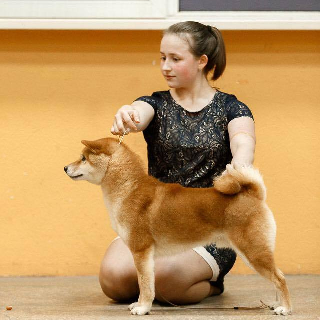 Dog show 2016. SHIOMARU Питомник сиба и акита-ину