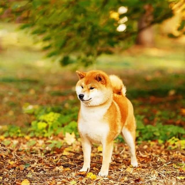 ПОМЕТ A. SHIOMARU Питомник сиба и акита-ину