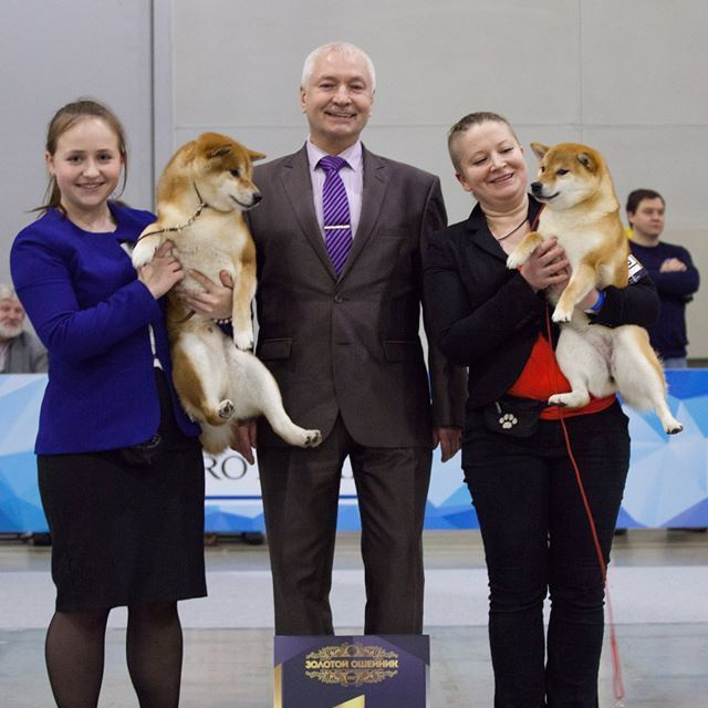 Dog show 2017. SHIOMARU Питомник сиба и акита-ину