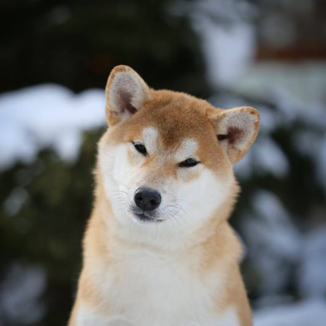 ПОМЕТ G. SHIOMARU Питомник сиба и акита-ину
