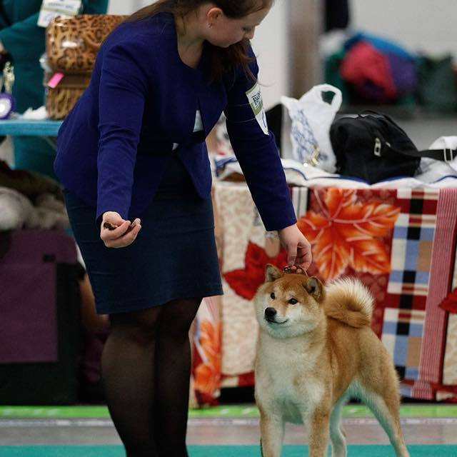 Dog show 2018. SHIOMARU Питомник сиба и акита-ину