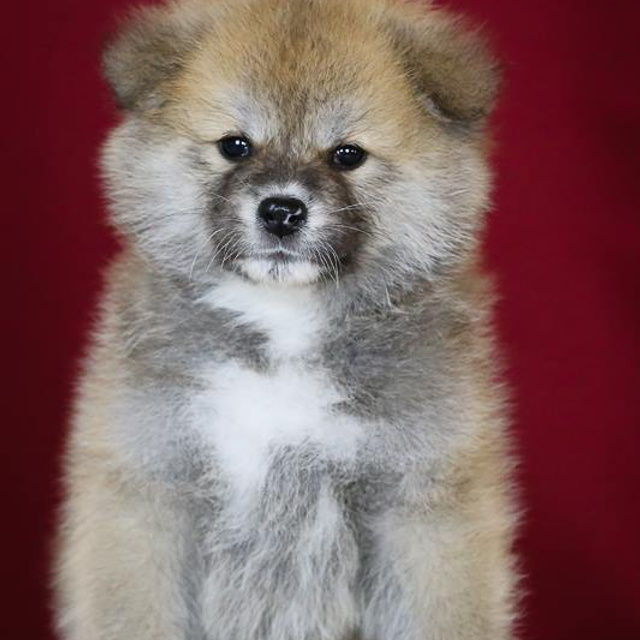 ПОМЕТ K. SHIOMARU Питомник сиба и акита-ину