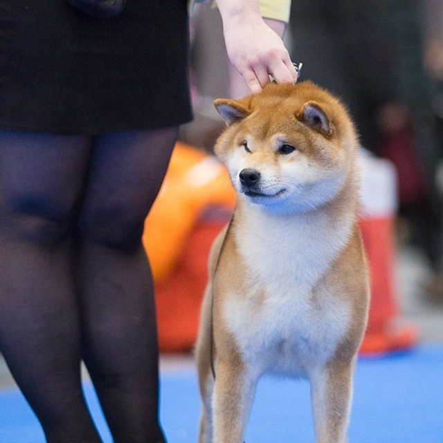 Dog show 2017. SHIOMARU Питомник сиба и акита-ину