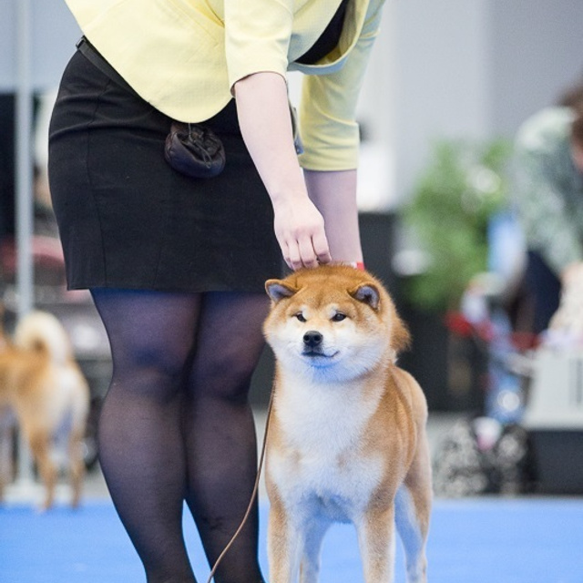 Dog show 2017. SHIOMARU Питомник сиба и акита-ину