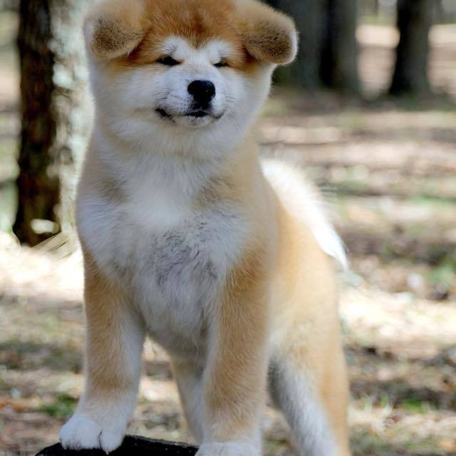 ПОМЕТ K. SHIOMARU Питомник сиба и акита-ину