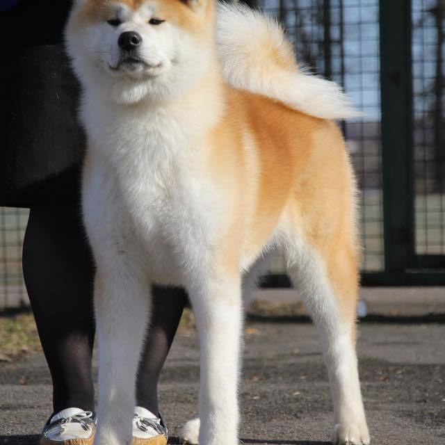 Dog show 2018. SHIOMARU Питомник сиба и акита-ину