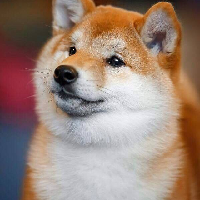 Выпускники питомника. SHIOMARU Питомник сиба и акита-ину