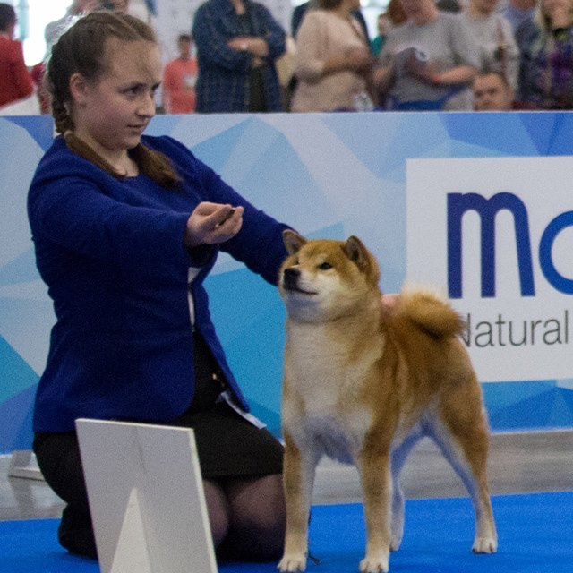 Dog show 2018. SHIOMARU Питомник сиба и акита-ину