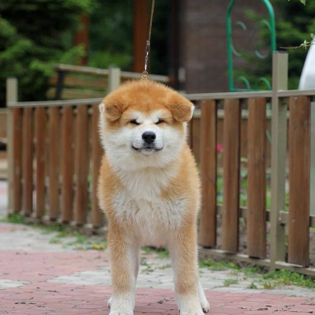 ПОМЕТ K. SHIOMARU Питомник сиба и акита-ину