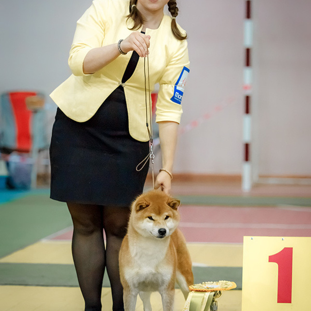 Dog show 2017. SHIOMARU Питомник сиба и акита-ину
