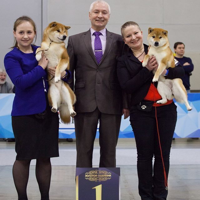 Dog show 2017. SHIOMARU Питомник сиба и акита-ину