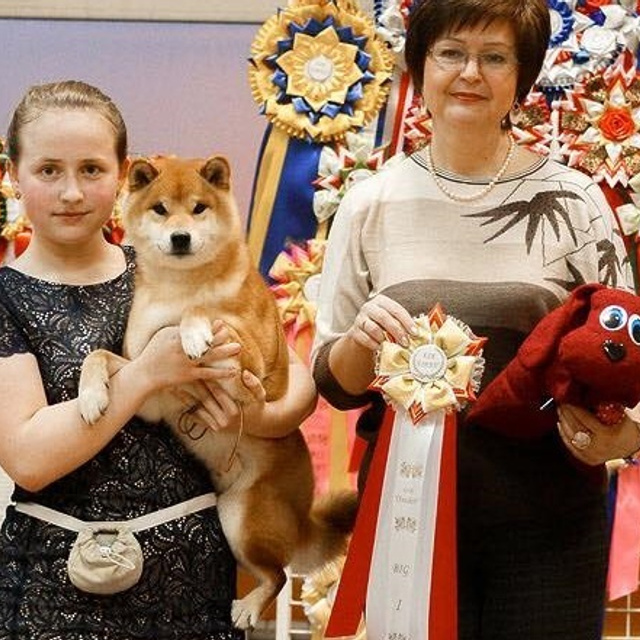Dog show 2016. SHIOMARU Питомник сиба и акита-ину