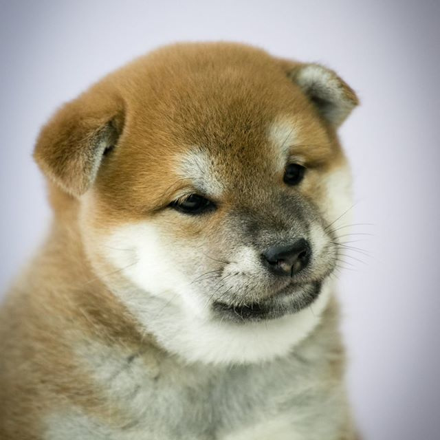 ПОМЕТ G. SHIOMARU Питомник сиба и акита-ину