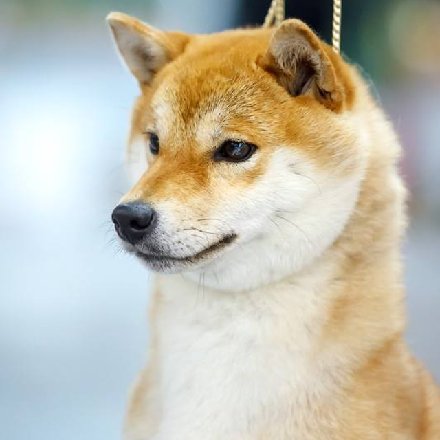 Dog show 2016. SHIOMARU Питомник сиба и акита-ину