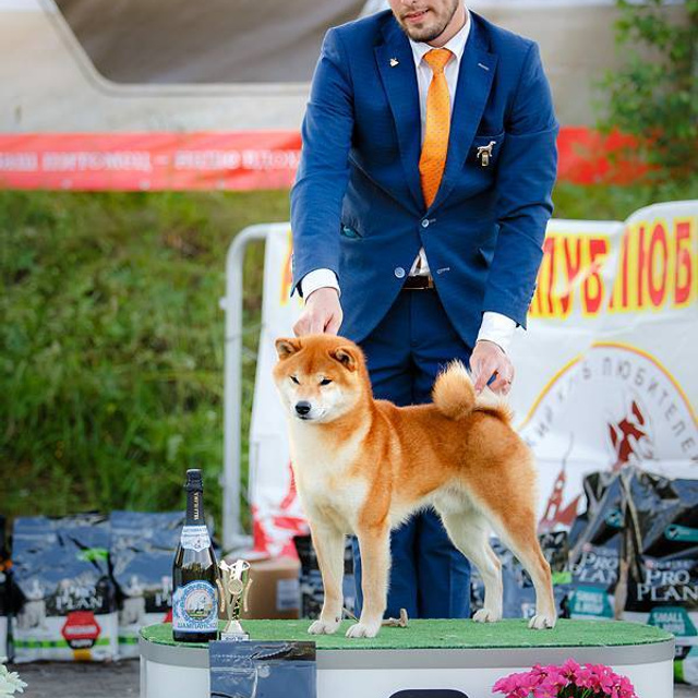 Dog show 2017. SHIOMARU Питомник сиба и акита-ину