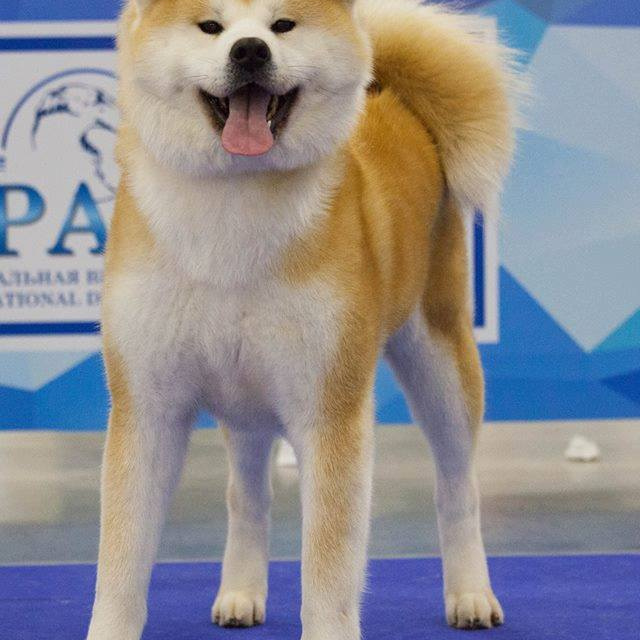 Dog show 2017. SHIOMARU Питомник сиба и акита-ину