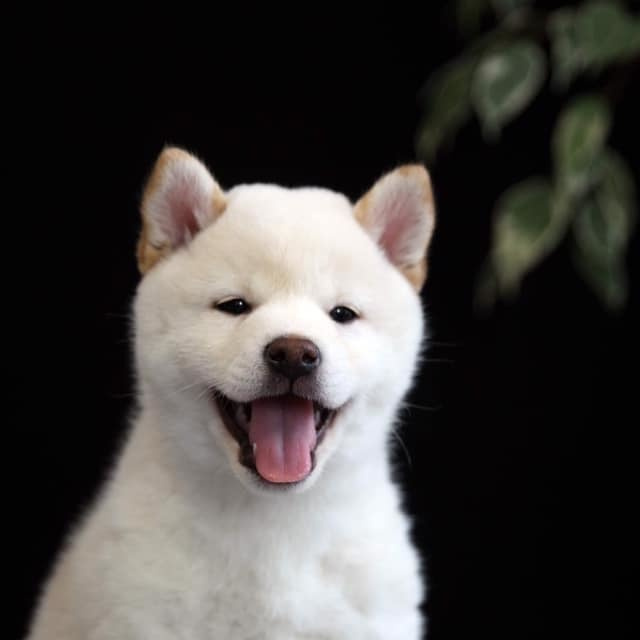 ПОМЕТ О. SHIOMARU Питомник сиба и акита-ину