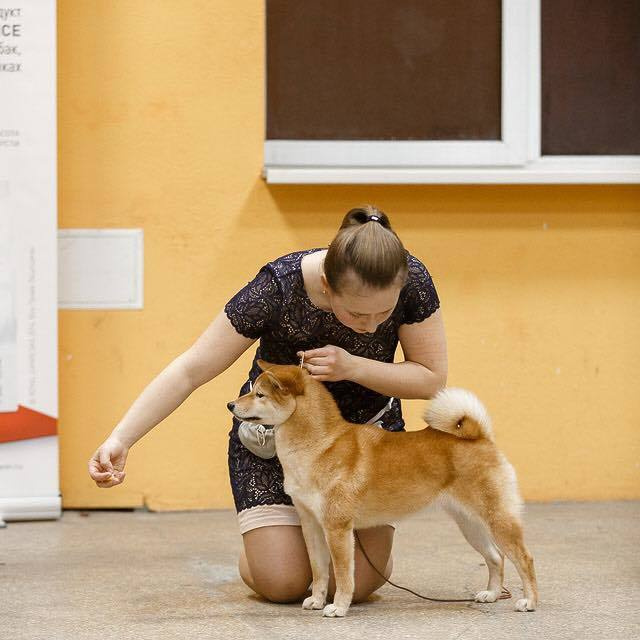 Dog show 2016. SHIOMARU Питомник сиба и акита-ину
