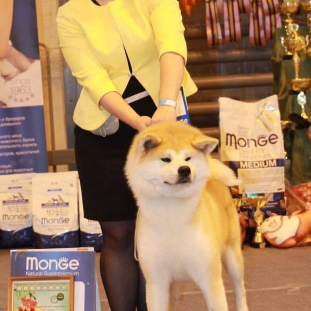 Dog show 2017. SHIOMARU Питомник сиба и акита-ину