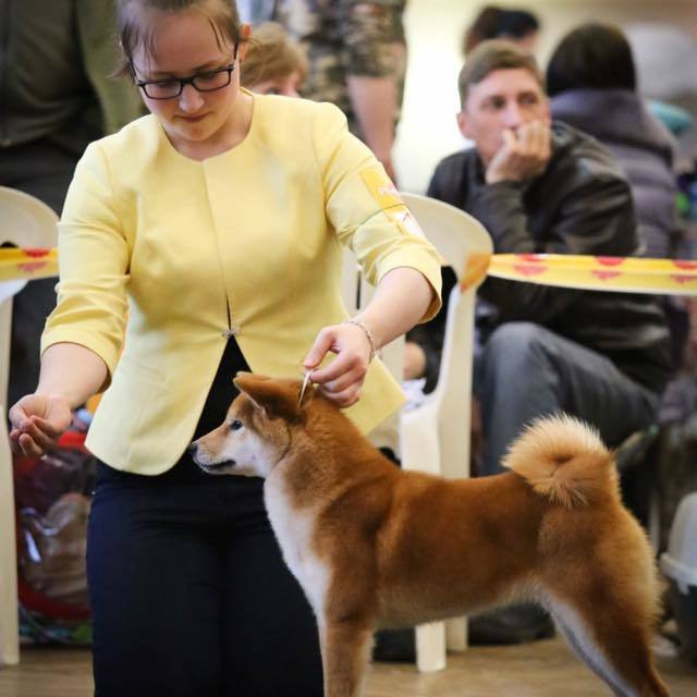 Dog show 2017. SHIOMARU Питомник сиба и акита-ину