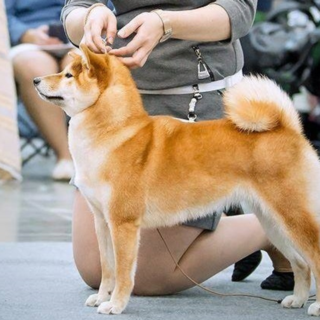 Dog show 2016. SHIOMARU Питомник сиба и акита-ину
