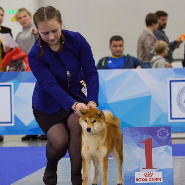 Dog show 2017. SHIOMARU Питомник сиба и акита-ину