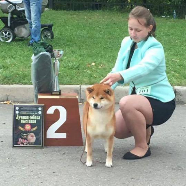 Dog show 2016. SHIOMARU Питомник сиба и акита-ину