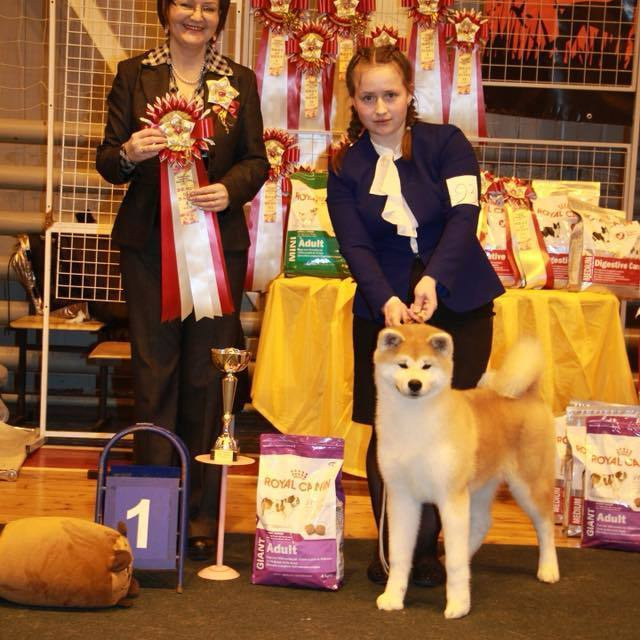 Dog show 2018. SHIOMARU Питомник сиба и акита-ину