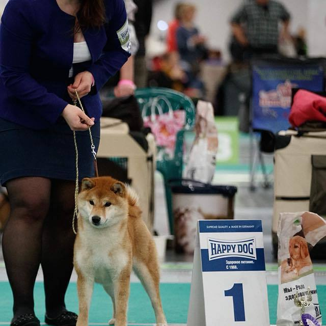 Dog show 2018. SHIOMARU Питомник сиба и акита-ину