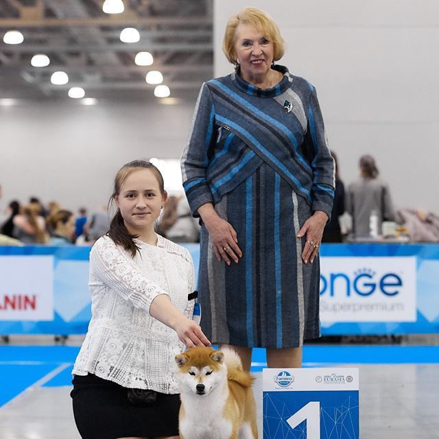 LYURUA DYURING HONMEI CHOKO. SHIOMARU Питомник сиба и акита-ину