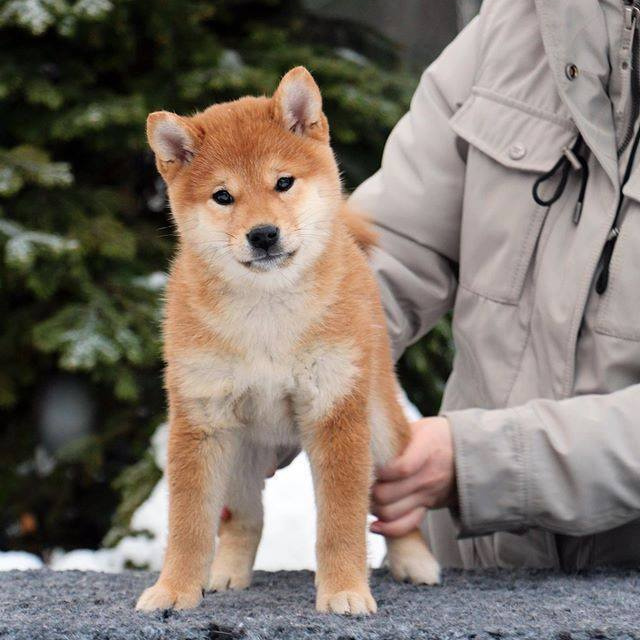 SHIOMARU BRENDI. SHIOMARU Shiba and Akita Inu Kennel