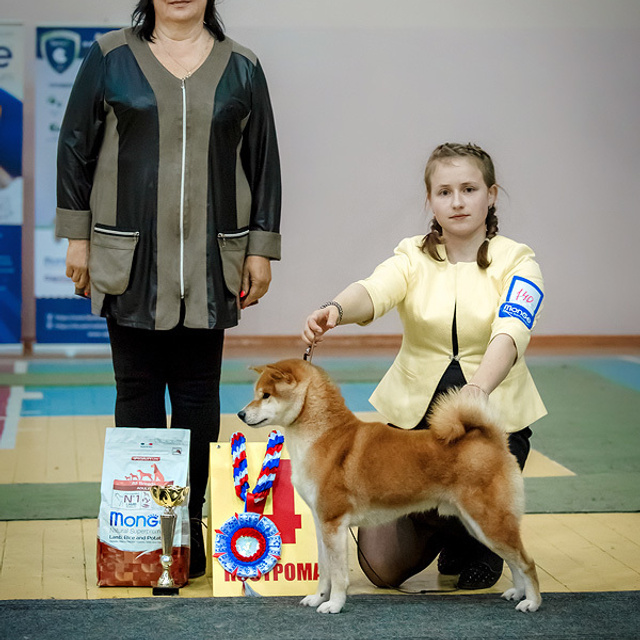 Dog show 2017. SHIOMARU Питомник сиба и акита-ину