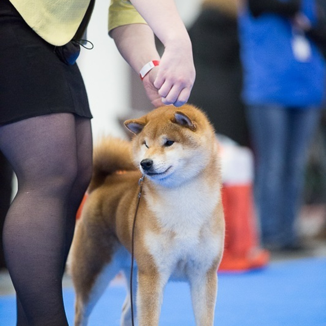 Dog show 2017. SHIOMARU Питомник сиба и акита-ину