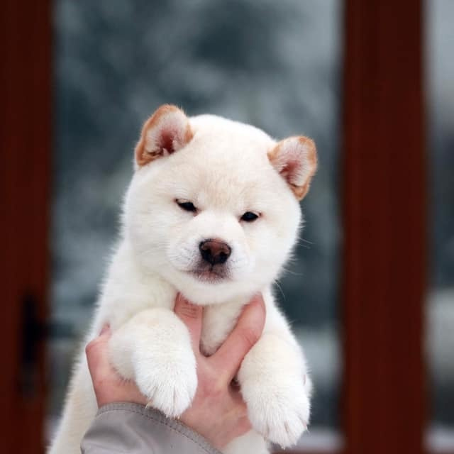 ПОМЕТ О. SHIOMARU Питомник сиба и акита-ину