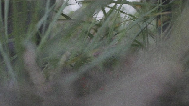 Варварина пустынь. Надежда Крылова