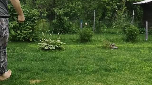 Poale Ell Clare. Chinese Crested Dog Kennel Poale Ell