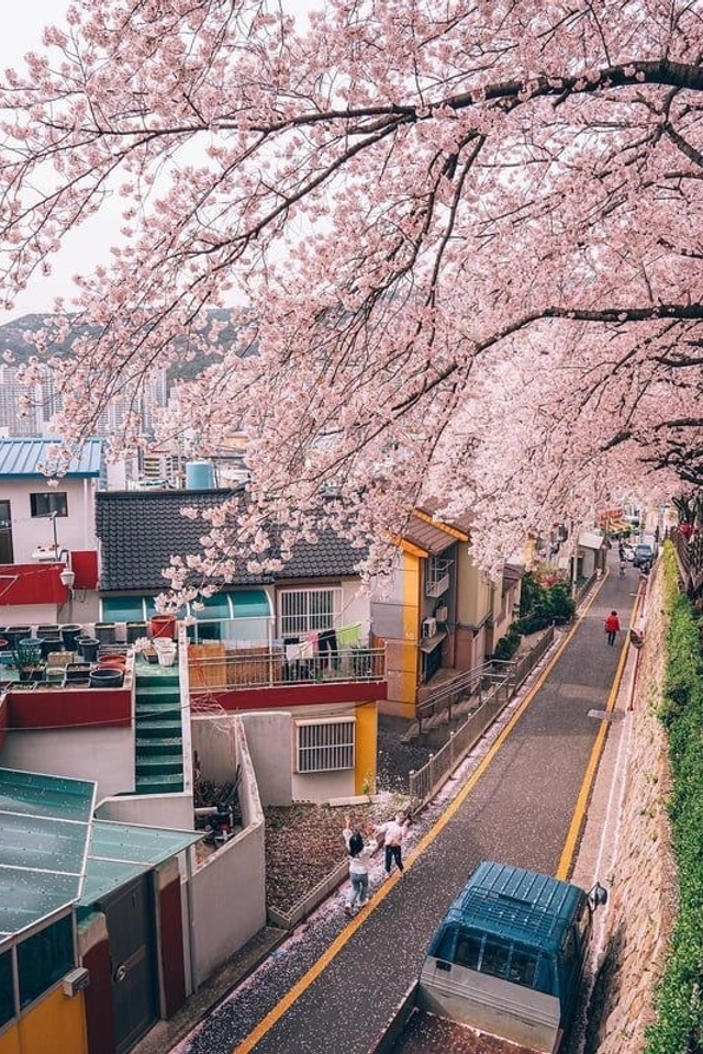 Cherry blossom photoshoots in Busan, South Korea. Busan photographer | Фотограф Пусан